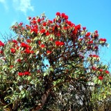 Rhododendron Tree